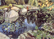 Lily Pond, Georgian Bay